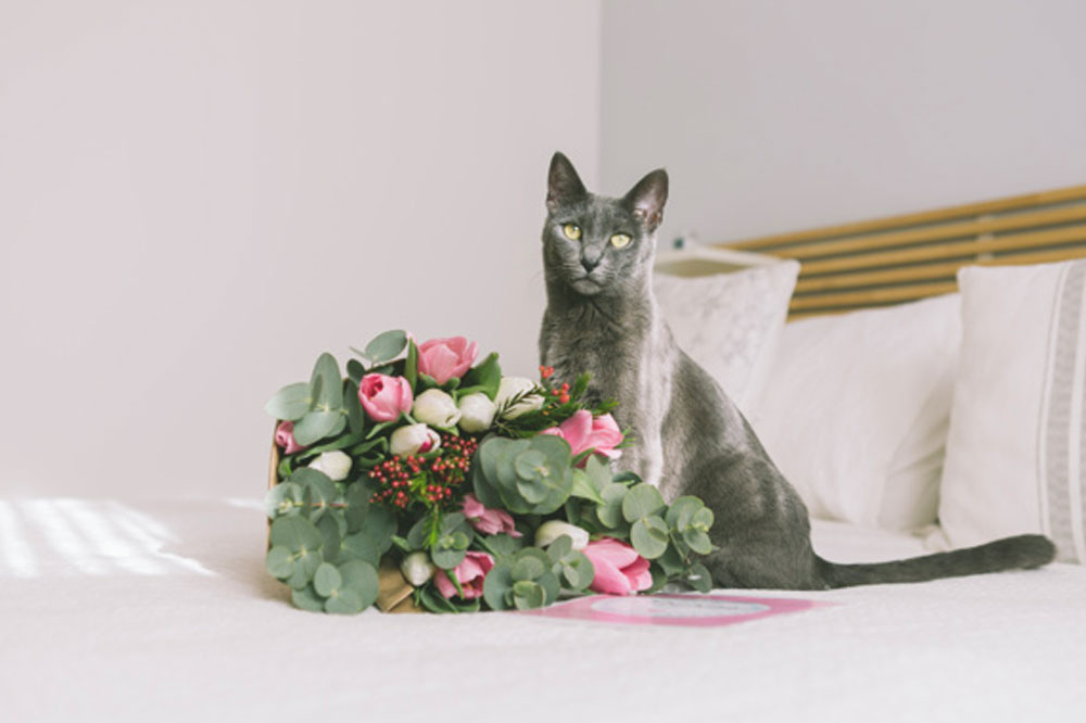 9 Houseplants to Keep Away from Your Cat