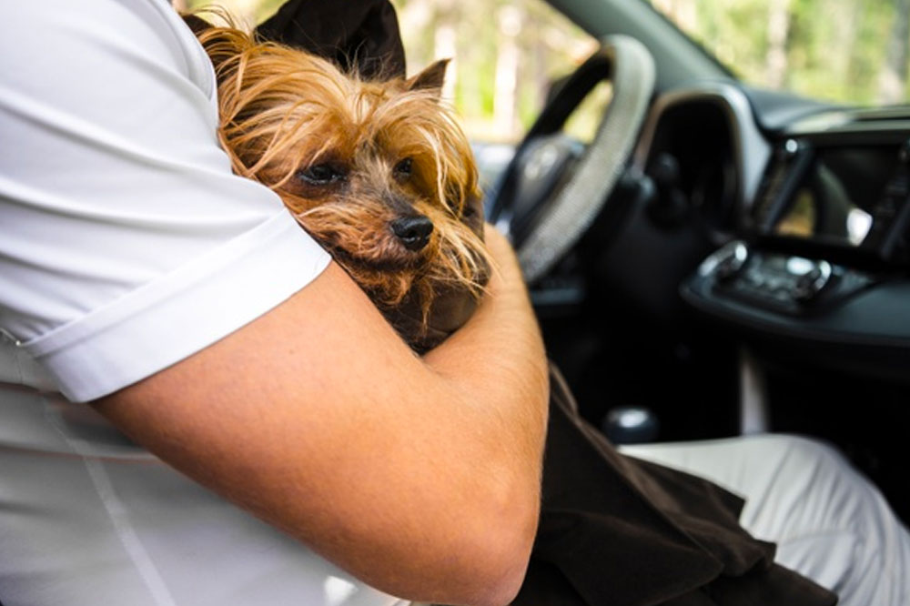 A Basic Guide to Traveling with Pets