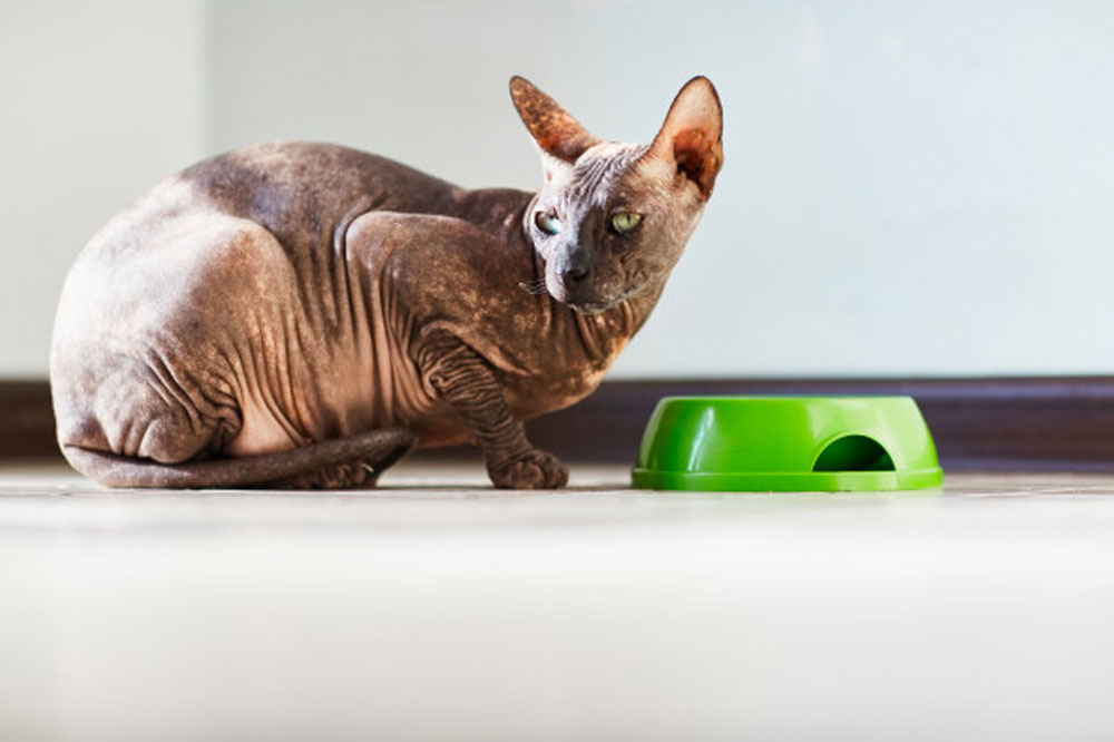 Dietary Tips to Manage Diabetes in Cats