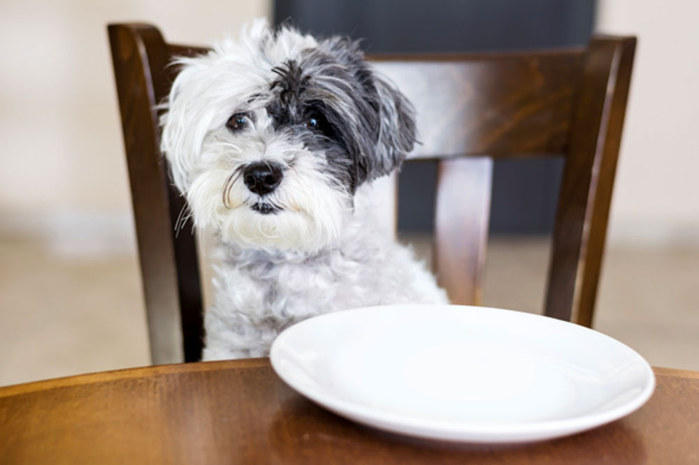 Dietary Tips to Keep Your Dog Healthy and Happy