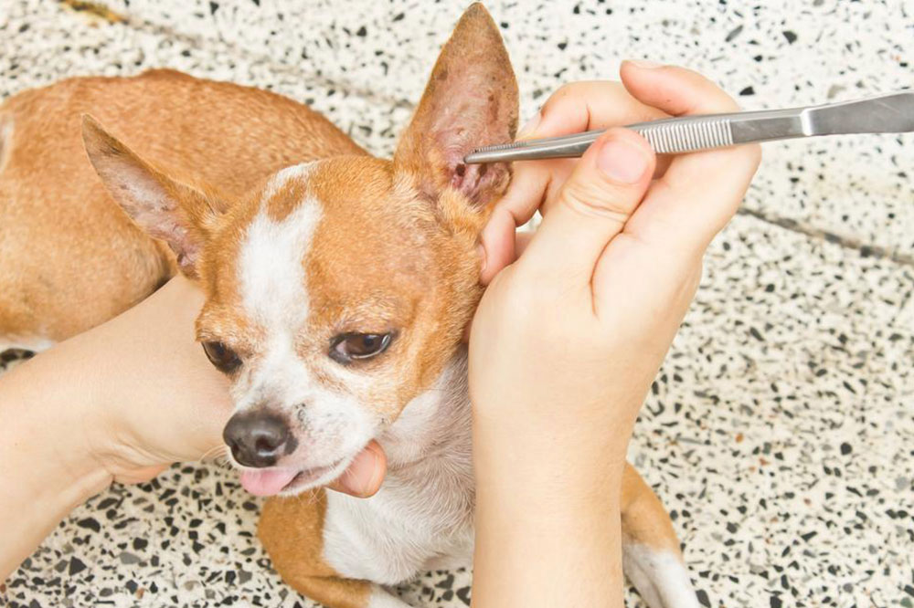 Home Remedies to deal with Ticks and Fleas in Dogs