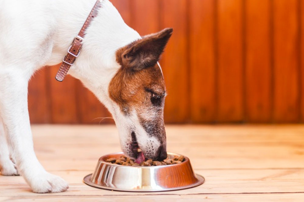 Signs That Point to Food Allergies in Your Dog