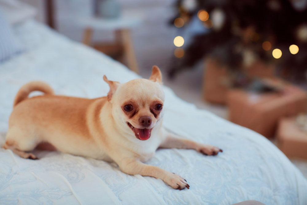 Tips for a Comfortable Hotel Stay with Pets