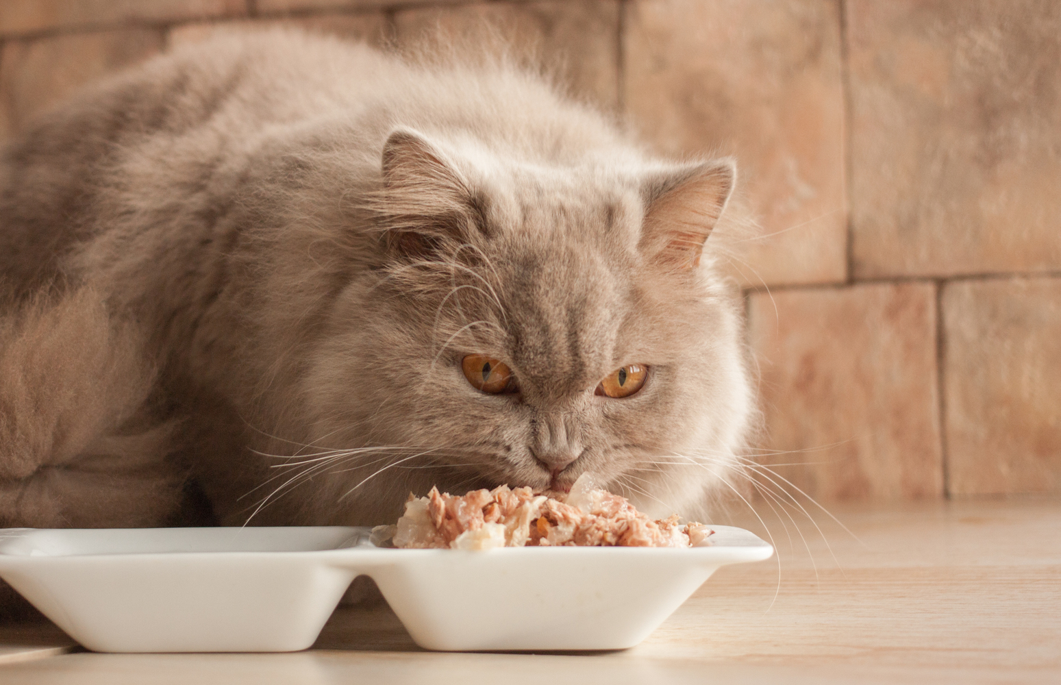 Human Foods That Aren’t Safe for Pets